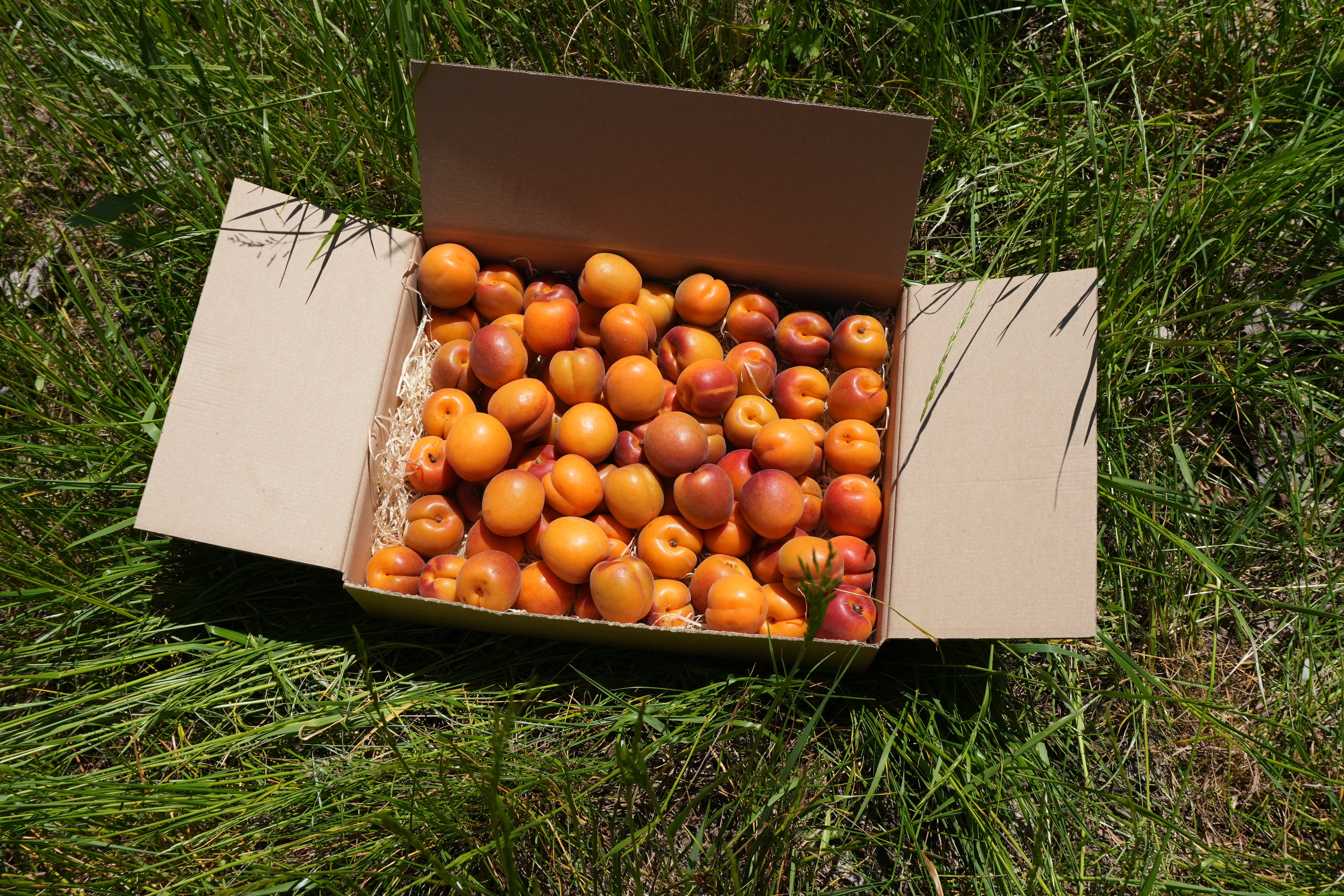 Aprikosen 3kg