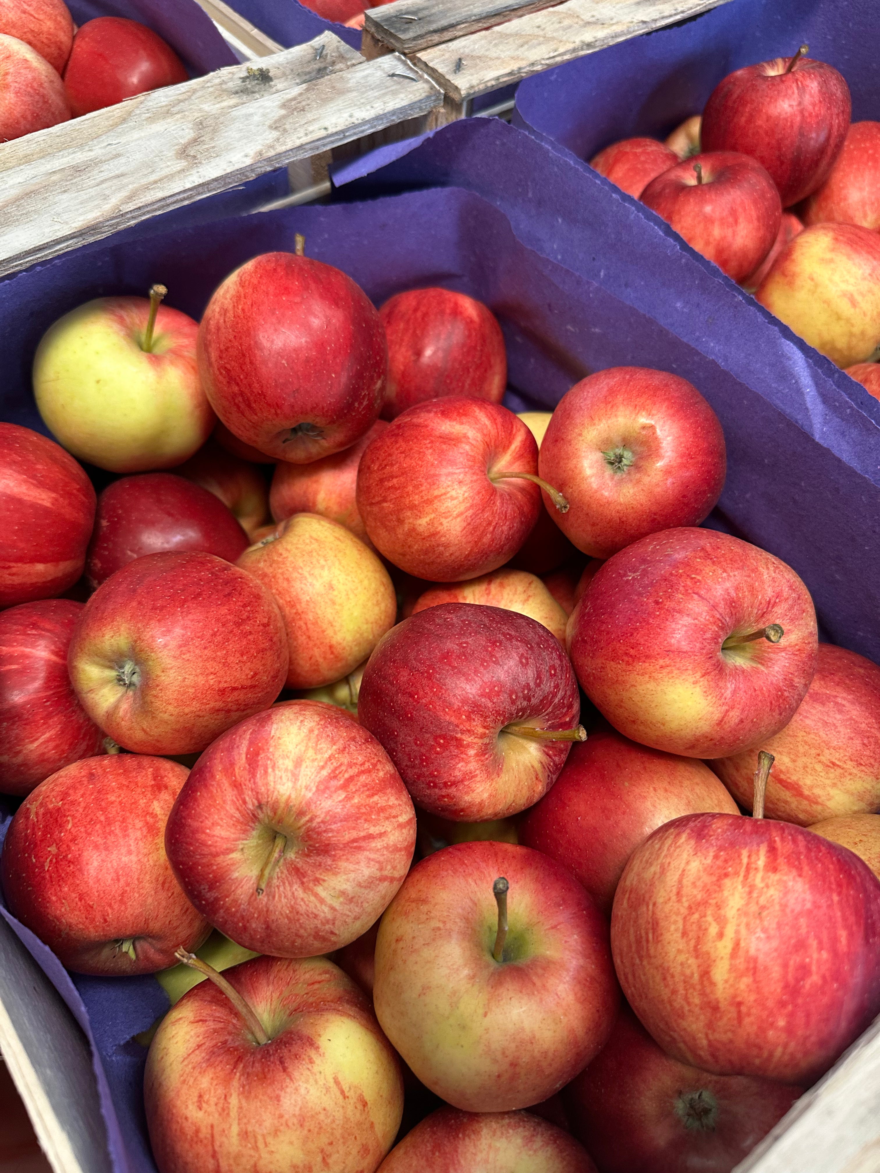 Apfelbox - 5kg Gala Royal