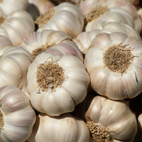 Knoblauch