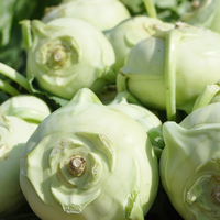 Kohlrabi