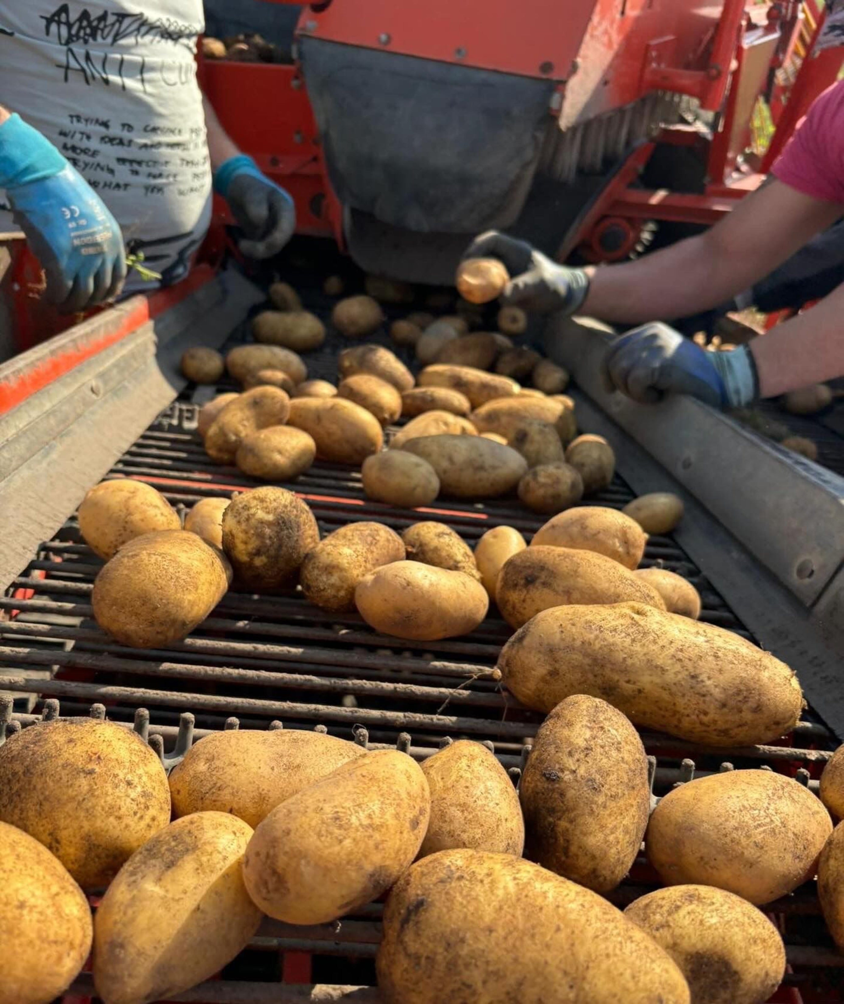 Kartoffelbox - 5kg