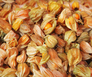 Physalis