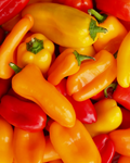 500 Gr Spitzpaprika