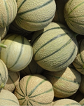 1 Stück Netzmelone