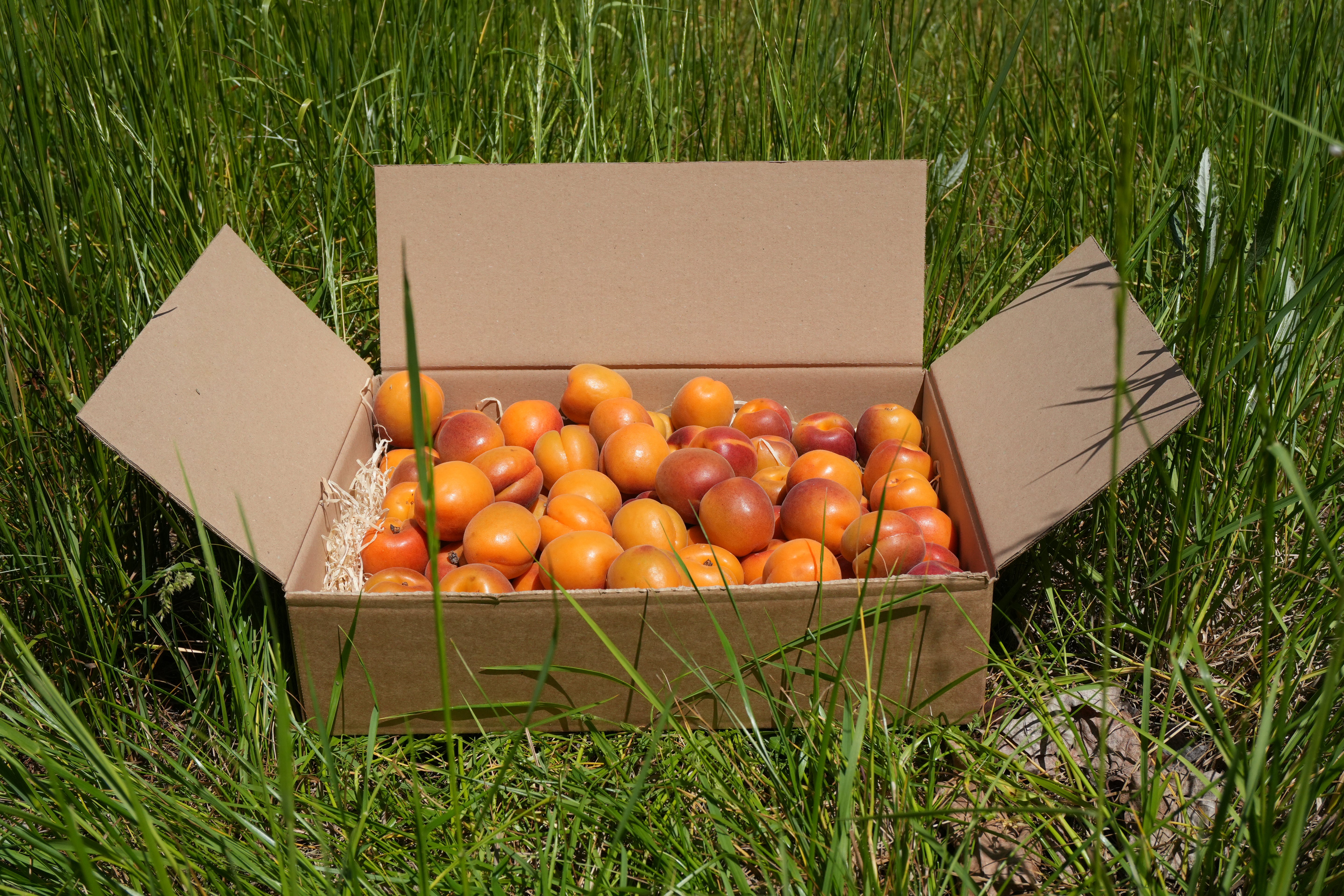 Aprikosen 3kg