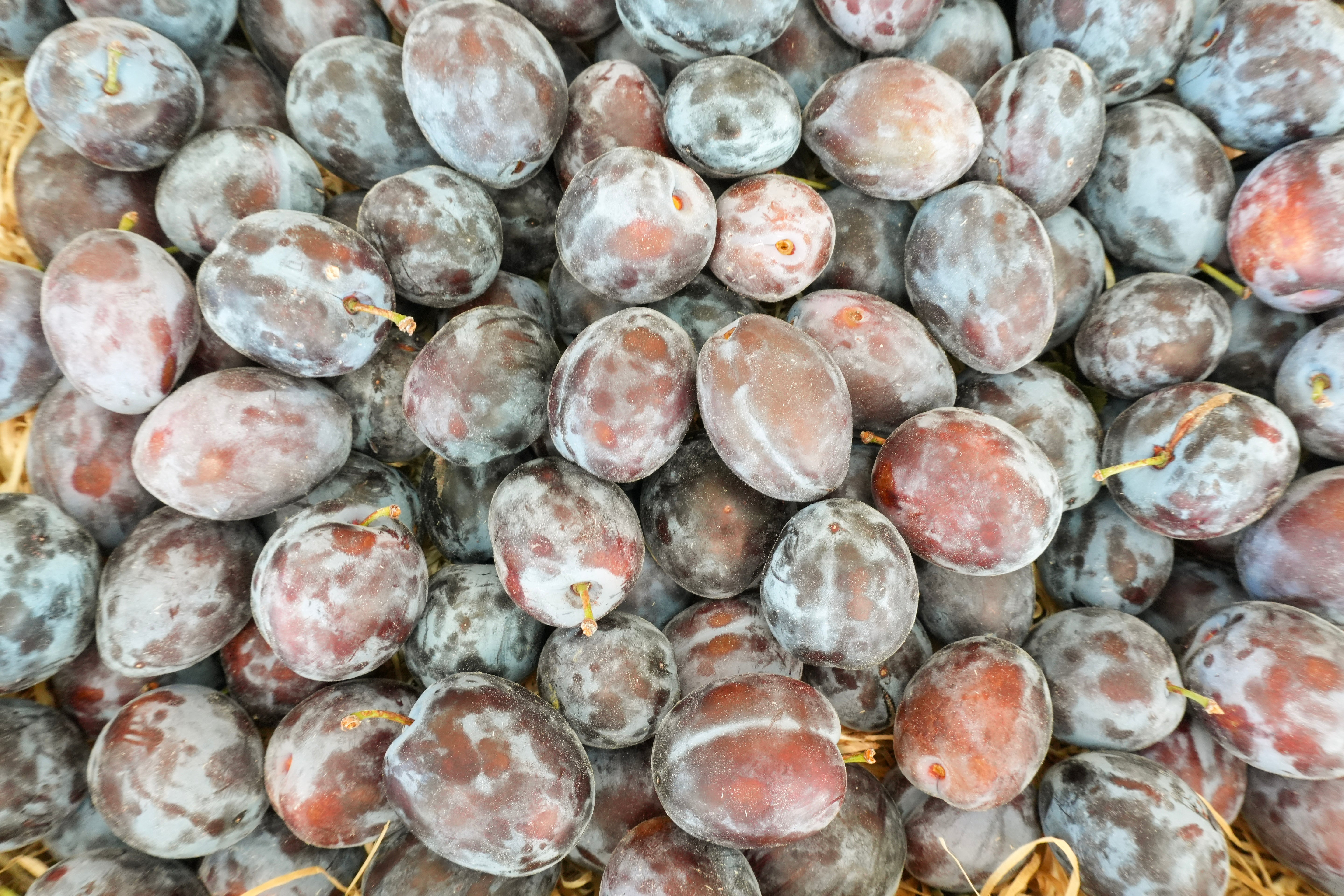 Zwetschgen 3kg