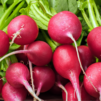 Radieschen