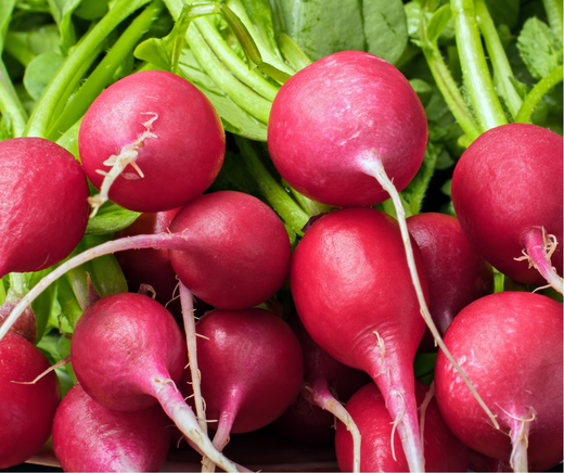 1 Bund Radieschen