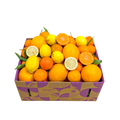Zitrusbox