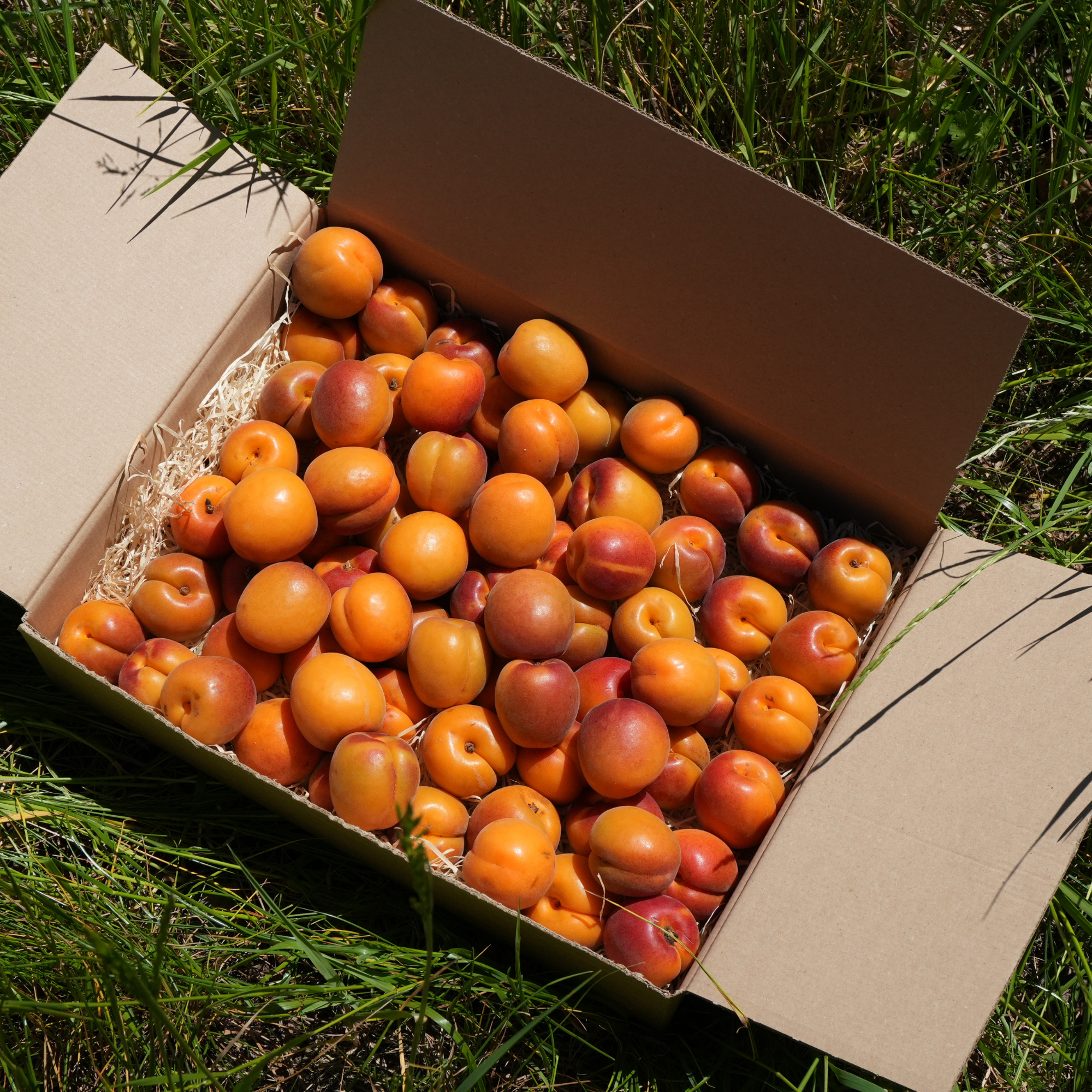 Aprikosen 3kg